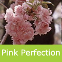 Bare Root Pink Perfection Flowering Cherry Tree , LONG LASTING FLOWERS + SMALL TREE + LOW MAINTAINENCE + AWARD **FREE UK MAINLAND DELIVERY + FREE 100% TREE WARRANTY**